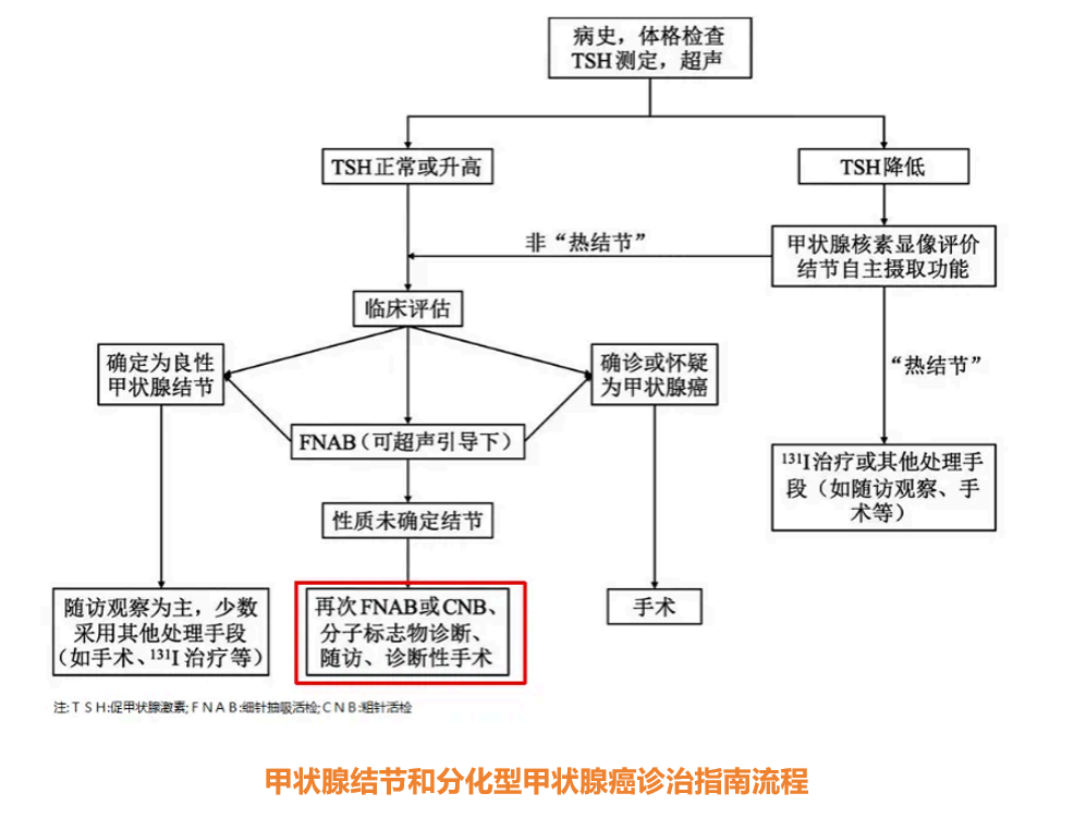 甲状腺结节和分化型甲状腺癌诊治指南流程