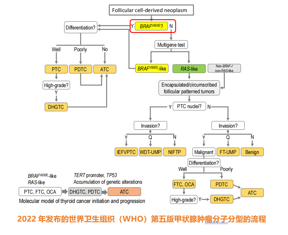 第五版甲状腺肿瘤分子分型的流程