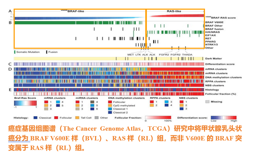 癌症基因组图谱（The Cancer Genome Atla